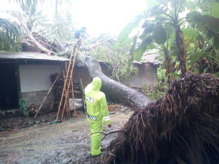 Pohon Tumbang, Cilacap, serayu news, serayunews