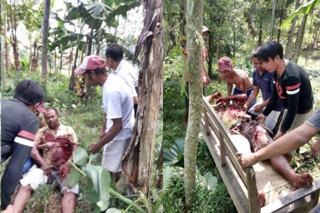 korban babi hutan