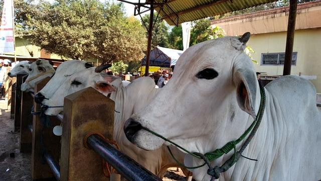 sapi, hewan kurban, wabah pmk