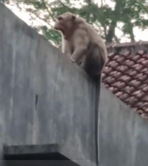 monyet liat, monyet gunung, monyet rusuh, monyet merusak rumah warga, serayu news, serayunews, berita terkini, berita hari ini