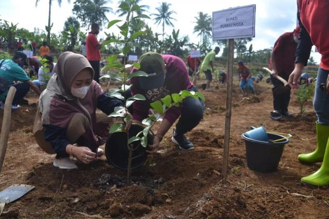 program desa kasih, program padat karya tunai desa, kabupaten purbalingga, serayunews, serayu news, berit aterkini, berita hari ini