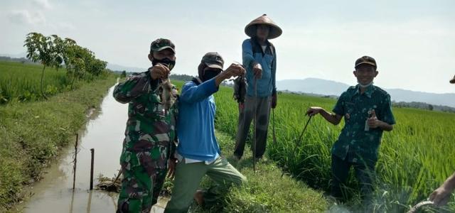 gropyok tikus sampang cilacap, petani dan tni melakukan gropyok tikus, serayunews, serayu news, berita terkini, berita hari ini