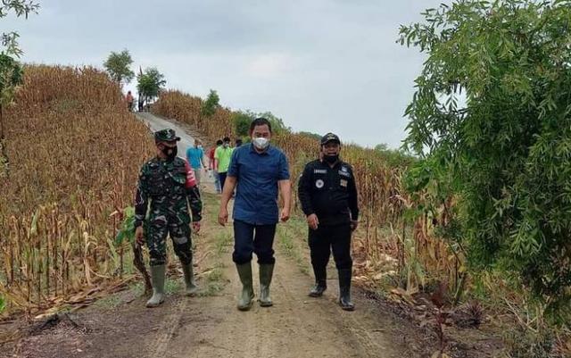 produksi jagung cilacap, panen jagung cilacap, serayunews, serayu news, berita terkini, berita hari ini