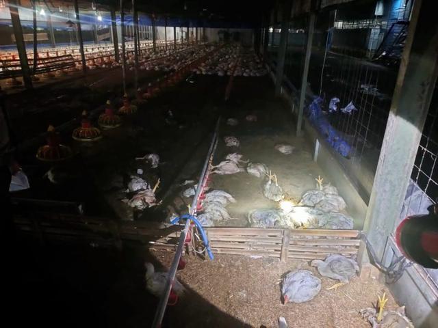 pt Kunia Adi Jaya Mandiri, kebarakan kandang ayam pt Kunia Adi Jaya Mandiri, serayunews, serayu news, berita terkini, berita hari ini