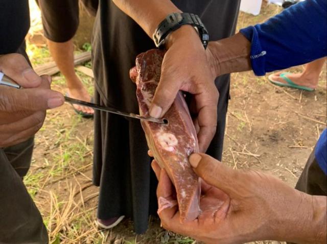 cacing hati kurban cilacap, cacing hati, hewan kurban, cilacap, serayunews, serayu news, berita terkini, berita hari ini