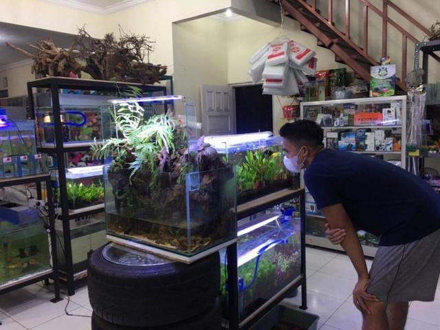 ikan cupang, usaha ikan cupang, bisnis ikan cupang, serayunews, serayu news, berita terkini, berita hari ini