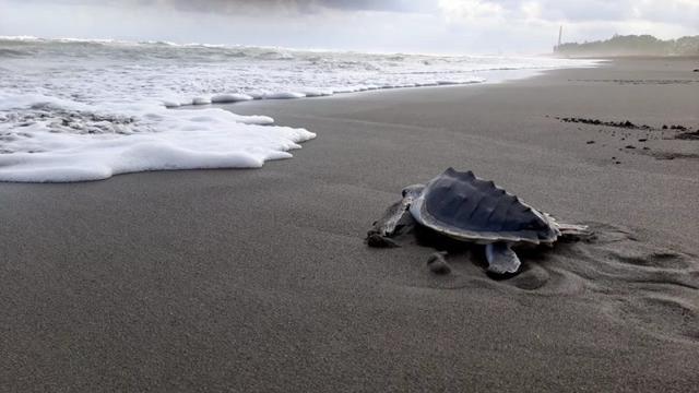 pantai sodong, anak penyu, pelepasan anak penyu di pantai sodong, Konservasi Penyu Nagararaja Cilacap, serayunews, serayu news, berita terkini, berita hari ini, cilacap