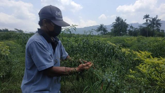 harga cabai, petani cabai, berita terkini, berita hari ini
