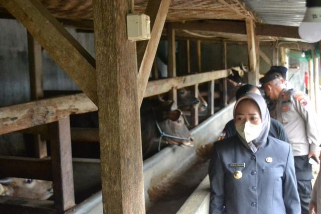 sapi, wabah pmk, penyakit mulut dan kuku