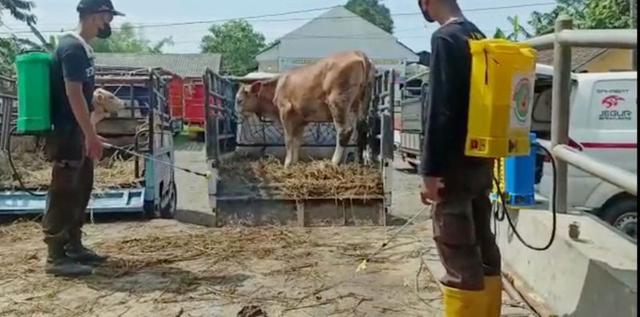 wabah pmk di banyumas