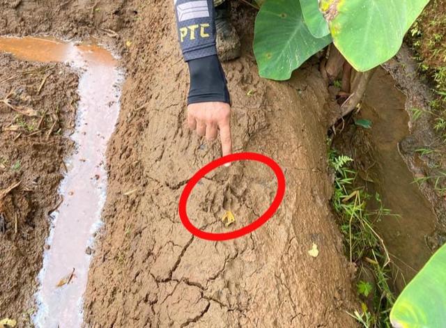 jejak kaki harimau punggelan banjarnegara
