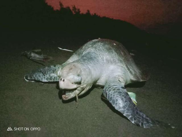 penyu jenis lekang mati di pantai wangir adipala cilacap