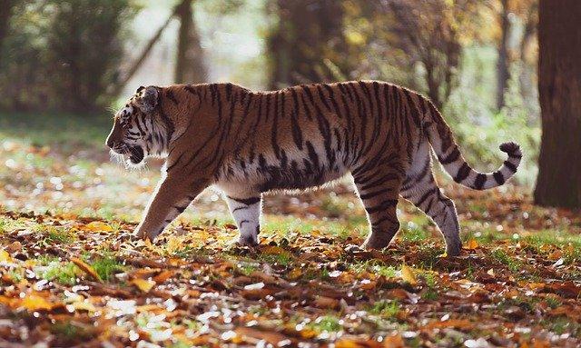 harimau