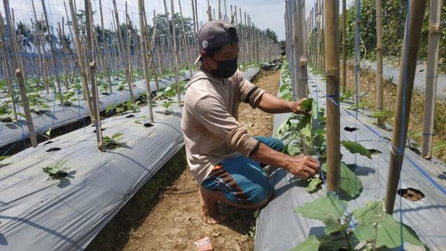 petani cabai di purbalingga