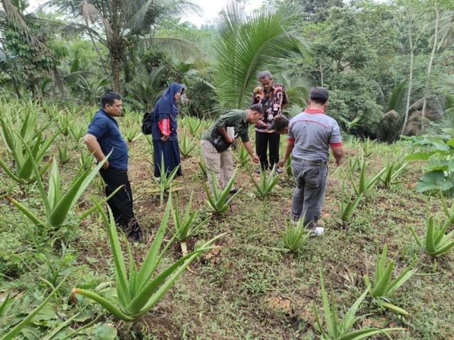 Perkebunan lidah buaya di Purbalingga