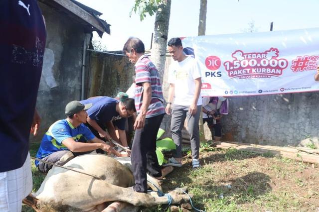 Program PKS Tebar 1,5 juta Paket Kurban, Purbalingga, Banjarnegara, dan Kebumen Kebagian 11 Ekor Sapi