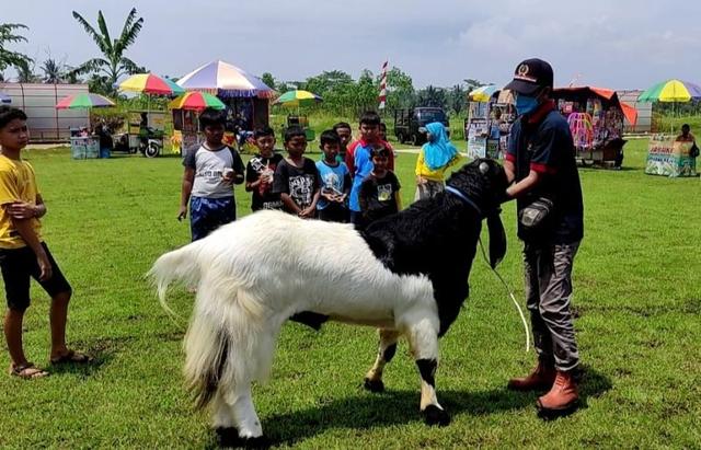 Gambar daging kambing, ilustrasi cara menghilangkan bagu daging kambing saat dimasak.