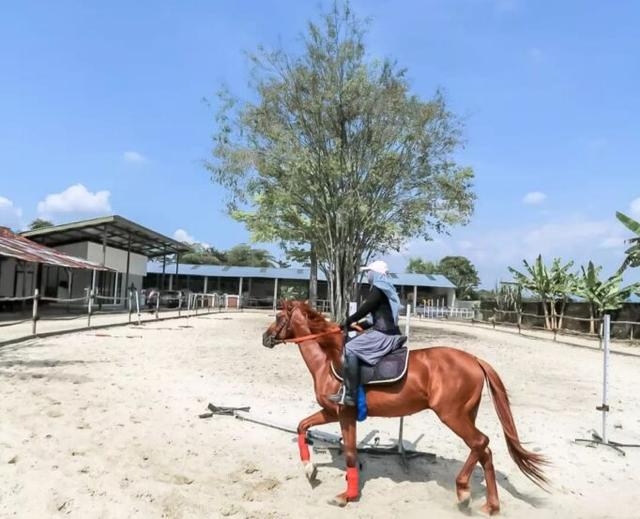 Erha stable