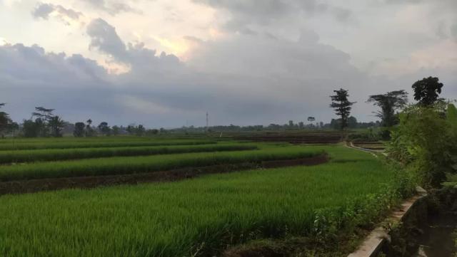 Ilustrasi sawah