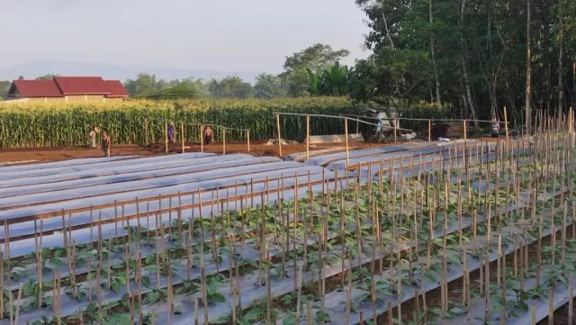 Petani Purbalingga