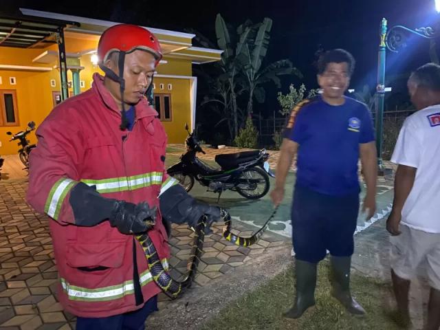 ular masuk rumah warga