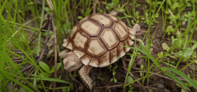 Gambar seekor kura-kura Sulcata.