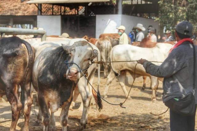 Wabah antraks di Gunungkidul