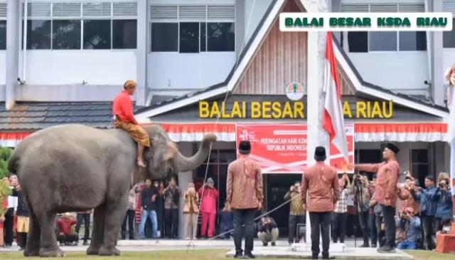 3 ekor gajah