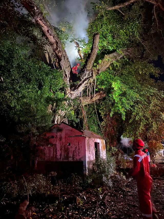 pohon beringin di kuburan