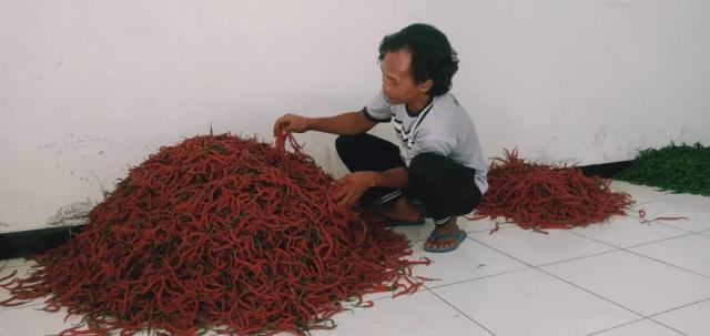 Harga cabai
