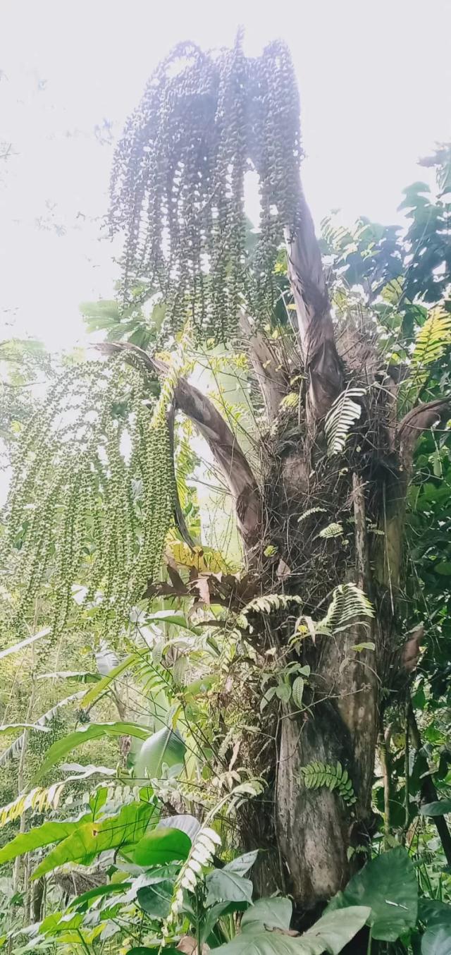 pohon aren