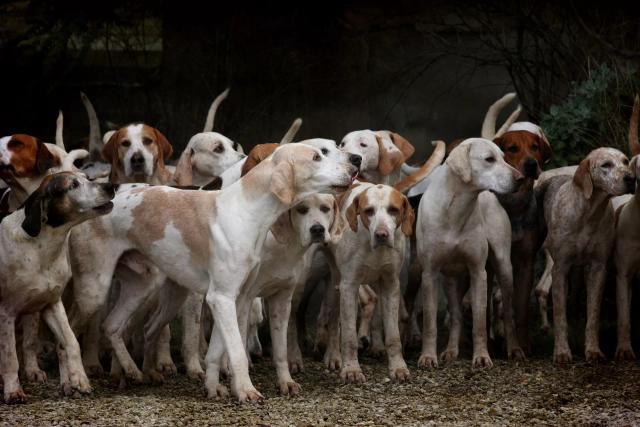 Gambar sekumpulan anjing.