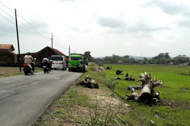 Batang pohon besar