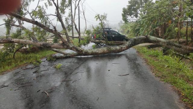 Pohon besar tumbang