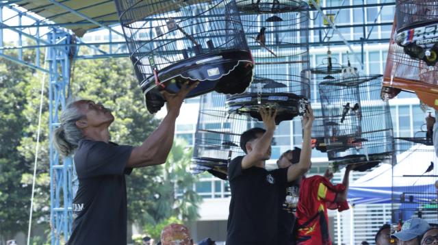 lomba burung