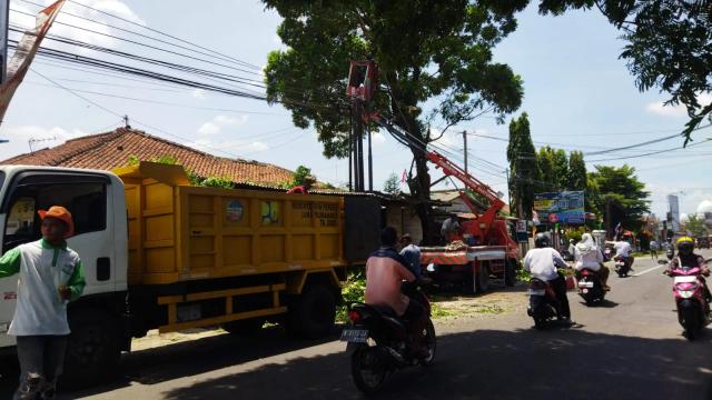 Pemangkasan pohon