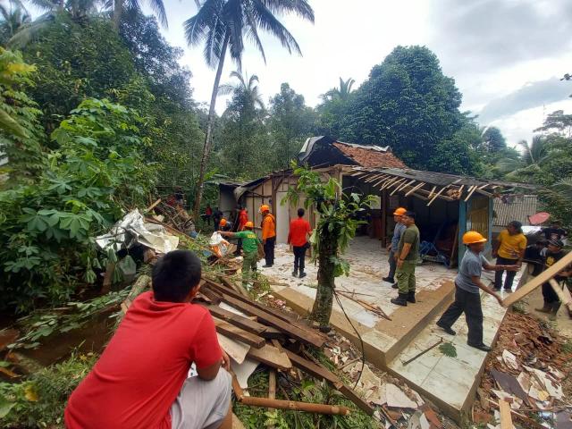 pohon tumbang