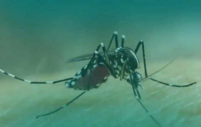 Aedes Aegypti