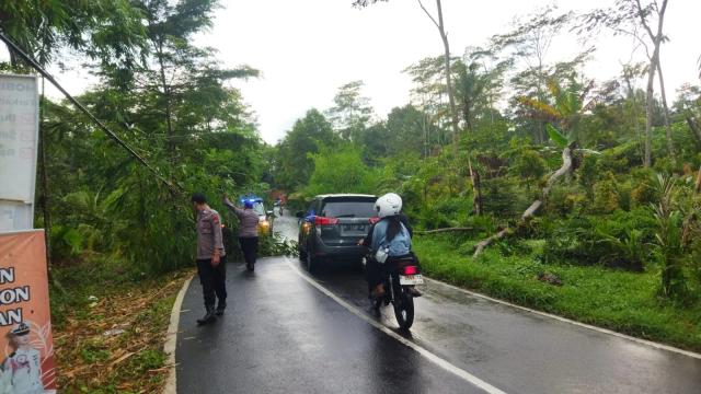 Pohon tumbang