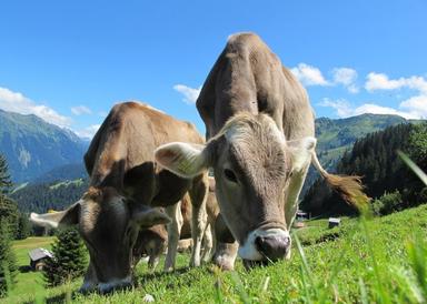 Cek Harga Sapi dan Kambing Kurban 2024