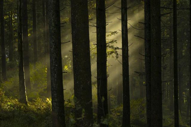 hutan pinus limpakuwus