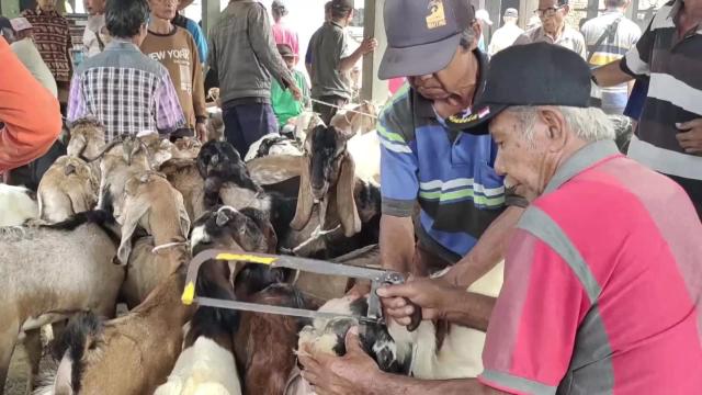 Salon kambing