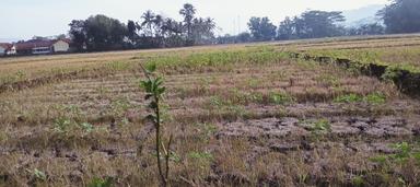 Kemarau panjang