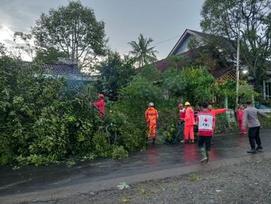 Pohon tumbang