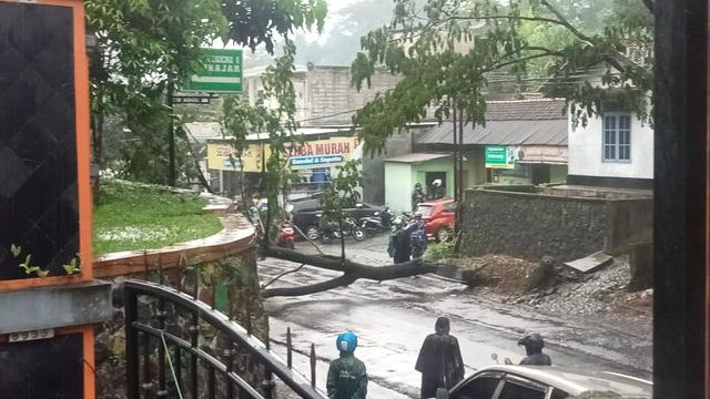 Pohon tumbang di Wonosobo