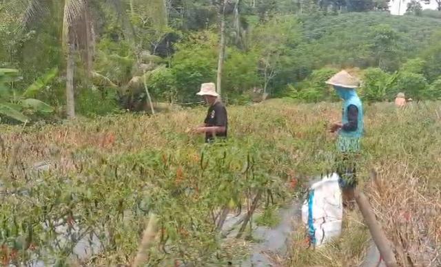 Petani cabai Banjarnegara