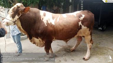 sapi kurban presiden prabowo
