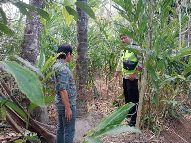 jatuh dari pohon kelapa
