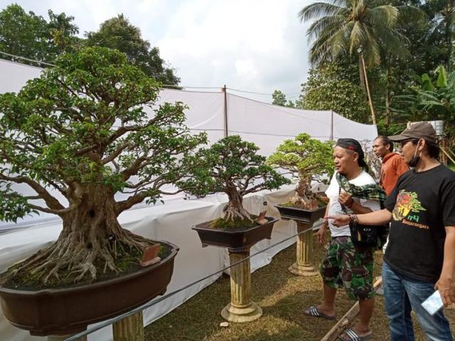 pameran bonsai banjarnegara, serayunews, serayu news, berita terkini,berita hari ini
