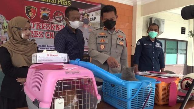 Pencurian kucing di Cilacap